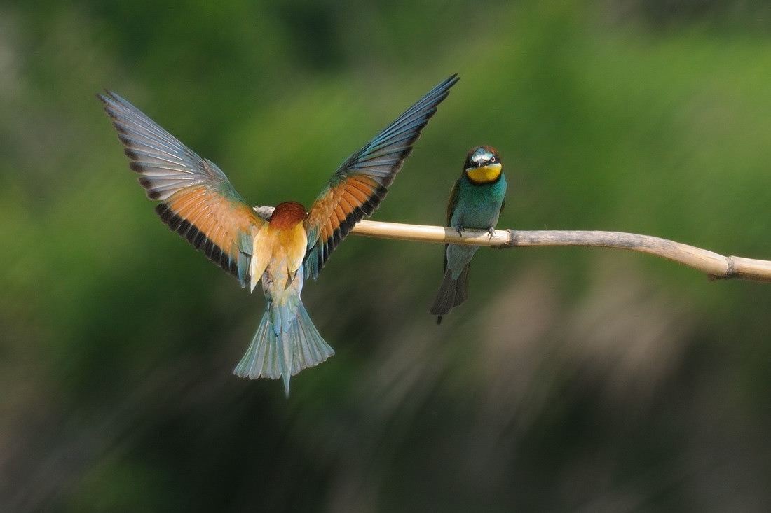 I Gruccioni son tornati